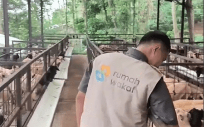 Ternak Sehat, Wakaf Kuat: Kunjungan Lapangan ke Mitra Rumah Wakaf